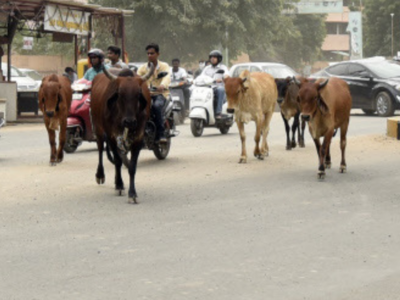 Uttar Pradesh officials miss Jan 10 deadline to relocate stray cattle