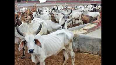 MP’s first Gokul Gram for cows to come up in Sagar