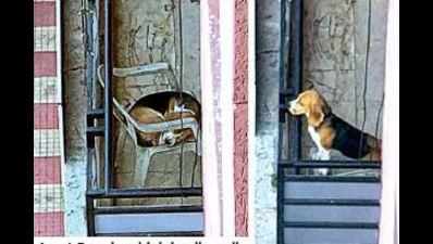 Dog chained: Volunteers seek help from Maneka Gandhi