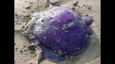 Increased jellyfish sightings reported along Konkan coast