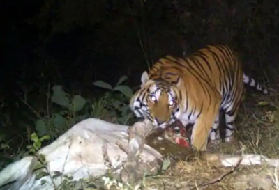 FAKE ALERT: Old video from China zoo spread to trigger tiger scare in Odisha