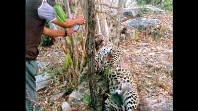 Two leopards killed as poachers strike again | Hyderabad News - Times ...
