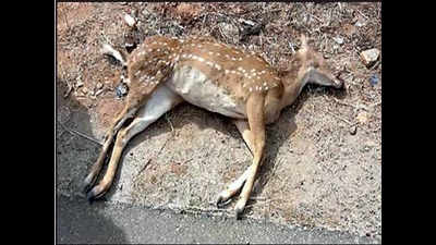 Speeding Merc mows down deer inside Bandipur reserve