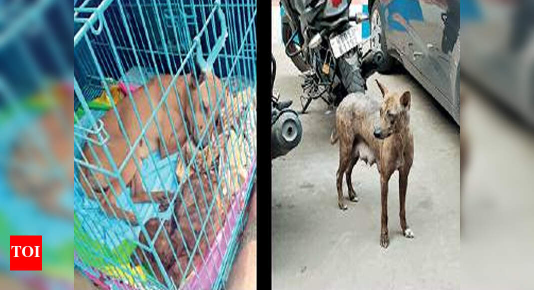 Rescued dog, pup sent to KMC veterinary hospital at Dhapa Kolkata