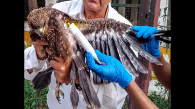 Engineer dead, scores of birds injured by kite string over Makar ...