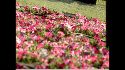 Ahmedabad Flower Show begins on riverfront