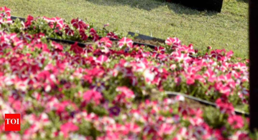 Ahmedabad Flower Show begins on riverfront Ahmedabad News Times of