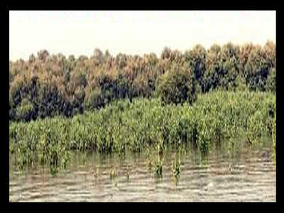 Mangroves choking Thane creek to go to save mudflats?