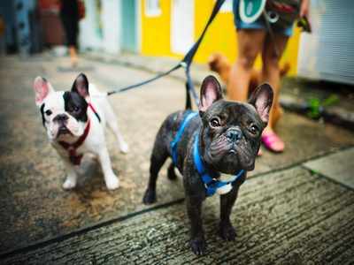 Dog harness: The coolest ones for your furry buddies