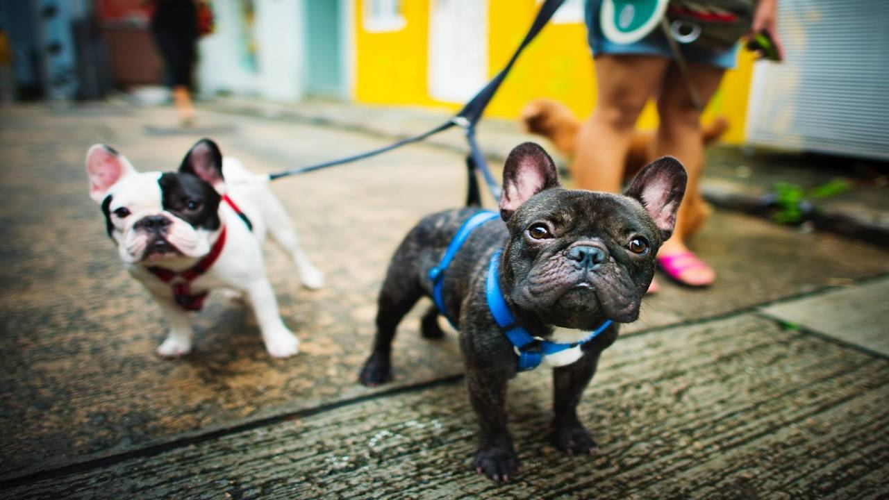 Dog harness: The coolest ones for your furry buddies | Best Products -  Times of India