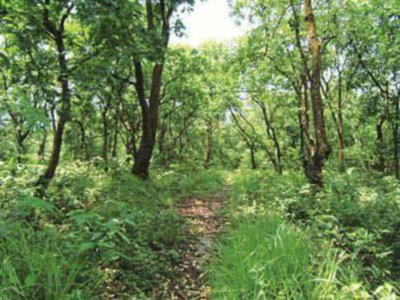 Carbon stock assessment of forest ecosystem to become part of working plan in Punjab