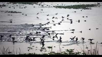 Water level higher, 4,000 more birds at Okhla this month