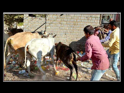 On Day Two, rights activists cry cruelty towards animals | Bhopal News - Times of India On Day Two, rights activists cry cruelty towards animals | Bhopal News - Times of India