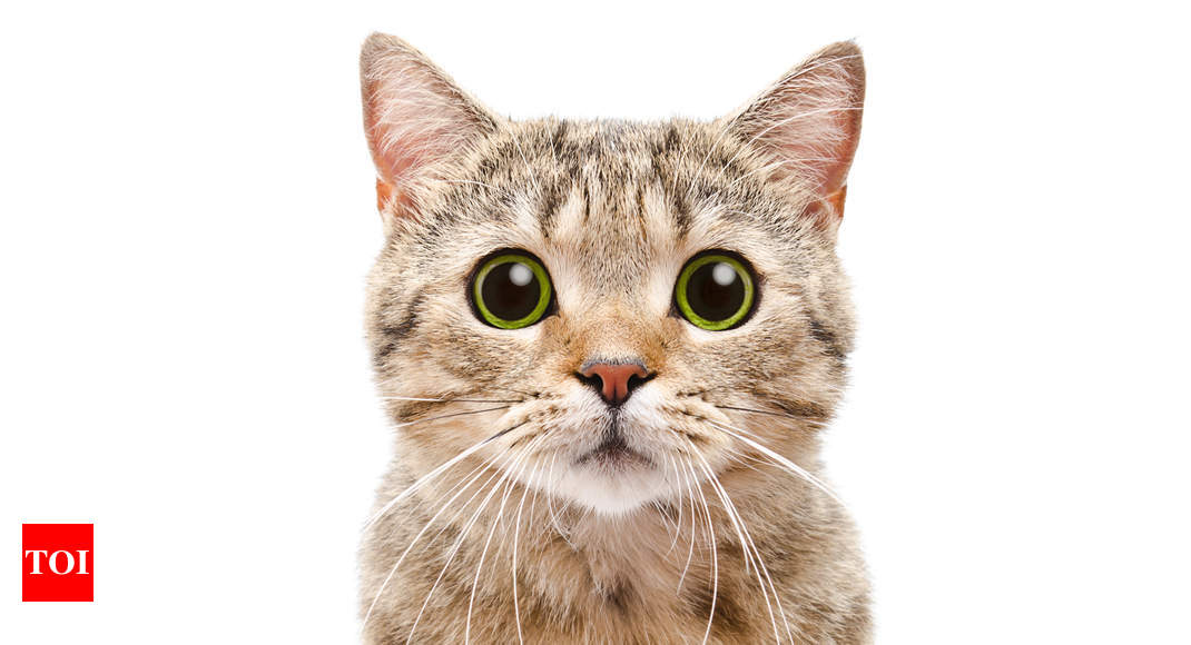 What Are Cats Scared Of? 6 Feline Fears & How to Help - Catster