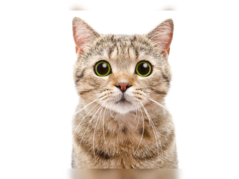 5 Things That Scare And Stress Your Cat Times Of India