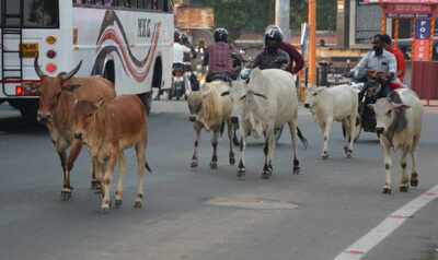 Animals on the loose: Buck may stop with local officials | India News - Times of India Animals on the loose: Buck may stop with local officials | India News - Times of India