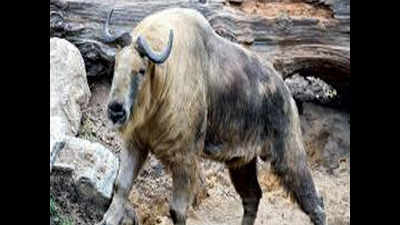 Darjeeling zoo to be home to Mishmi takin