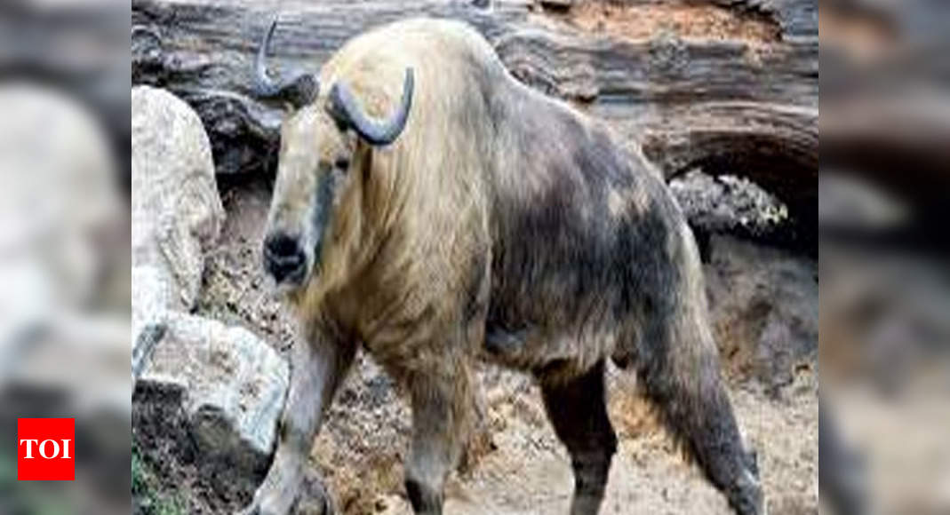 Mishmi takin company sale