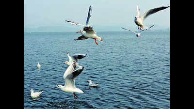 Annual waterbird census begins in Jharkhand