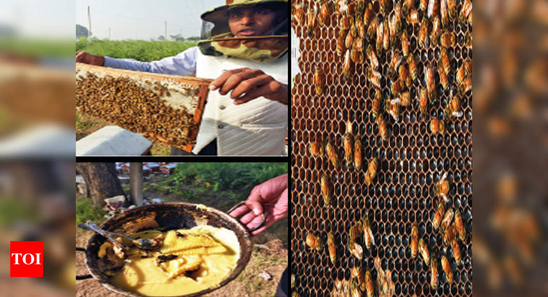 A village on a honey chase is new buzz in town