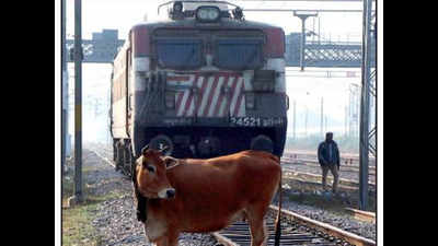 Hamirpur re-run in Lucknow? Cattle sitting ducks here