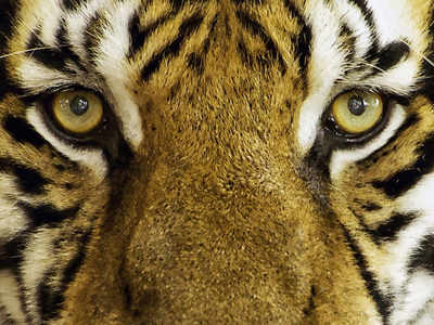 Cannibalism a new threat! Tiger eats tigress in Madhya Pradesh | Bhopal ...