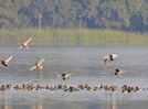 Birdwatching event organised in Raipur