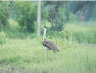 4 new avian species spotted in Dudhwa forest in UP: Official