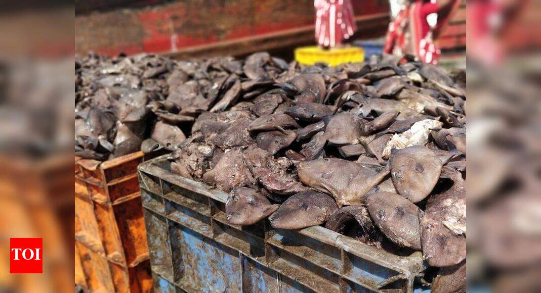 Surge in ‘klaati’ catch poses challenge to fishing activities ...