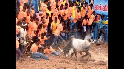 2 spectators gored to death in record-breaking jallikattu