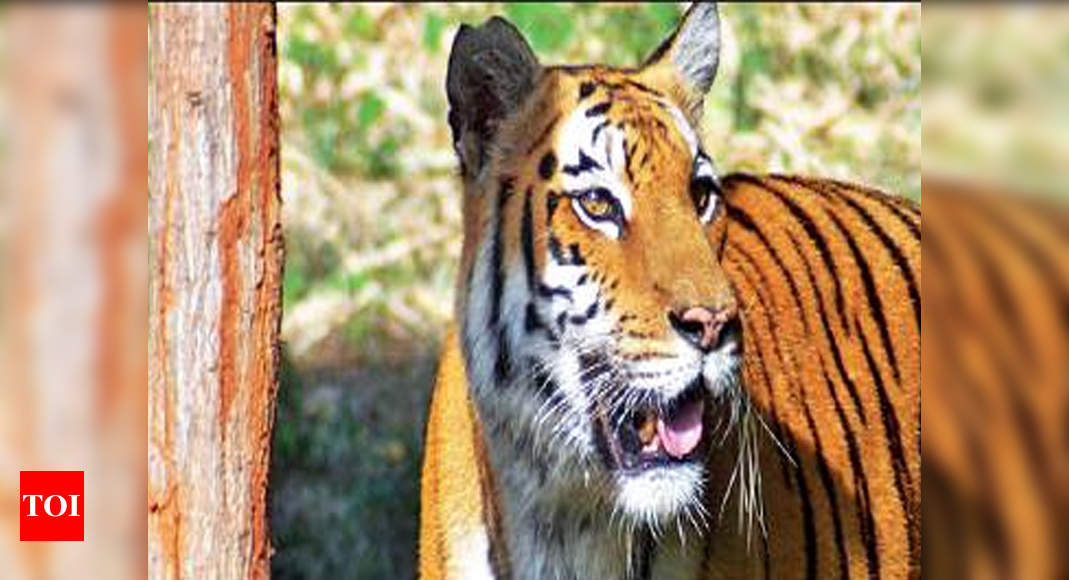 Territorial fight turns into rare cannibal act by tiger | Bhopal News ...