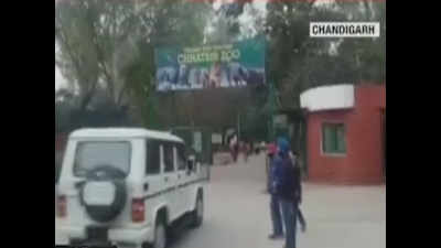Chandigarh: Man mauled to death by two lions inside Chhatbir Zoo