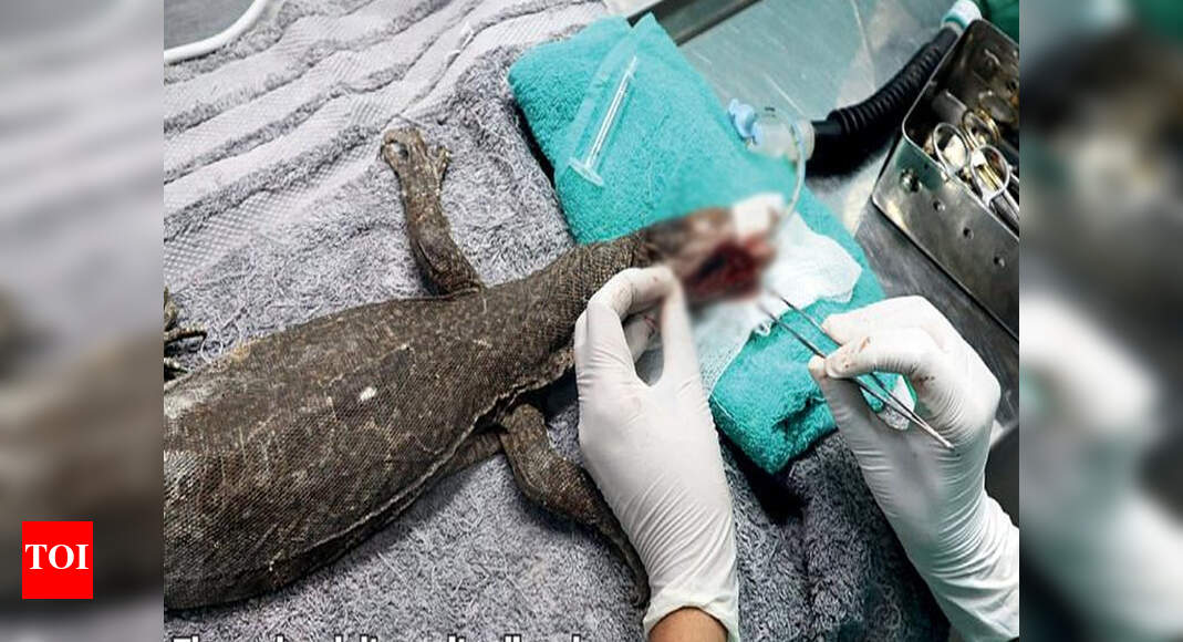 Mumbai News Monitor lizard operated on as broken jaw starts rotting
