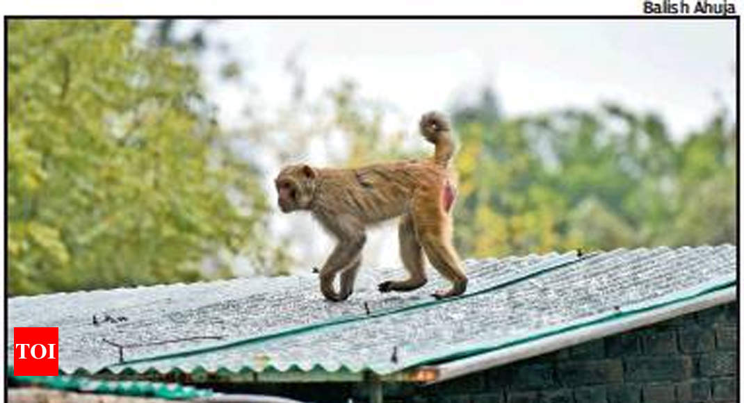 WATCH: Monkey fear in Market Building Bhubaneswar