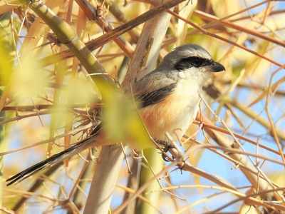 Birdwatchers' day out at Ecological garden