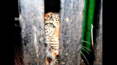 Leopard rescued from Greater Noida village released in Shivalik forest range