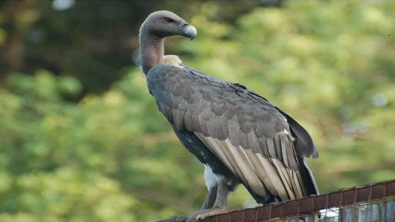 New guests: 10 Long-Billed Vultures released in aviary at PTR