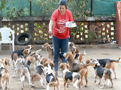 22 Laboratory Released Beagles Up For Grabs Ahmedabad News Times Of India