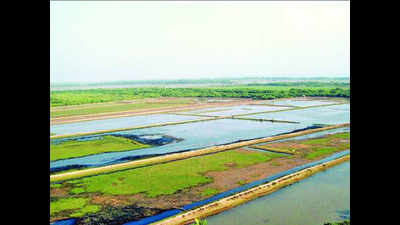 HC asks govt to start demolishing illegal prawn gheries in wetlands