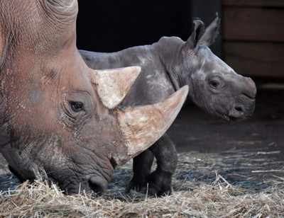Hand-raised rhinos translocated to Manas National Park from Kaziranga