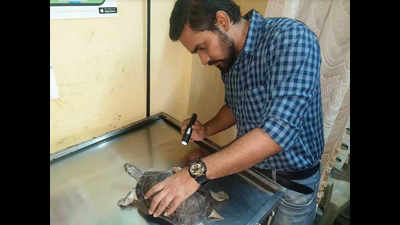 Animal activists rescue endangered turtles in Mumbai