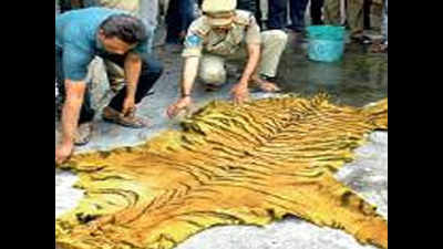 Second tiger killed in Kawal in one month; three arrested