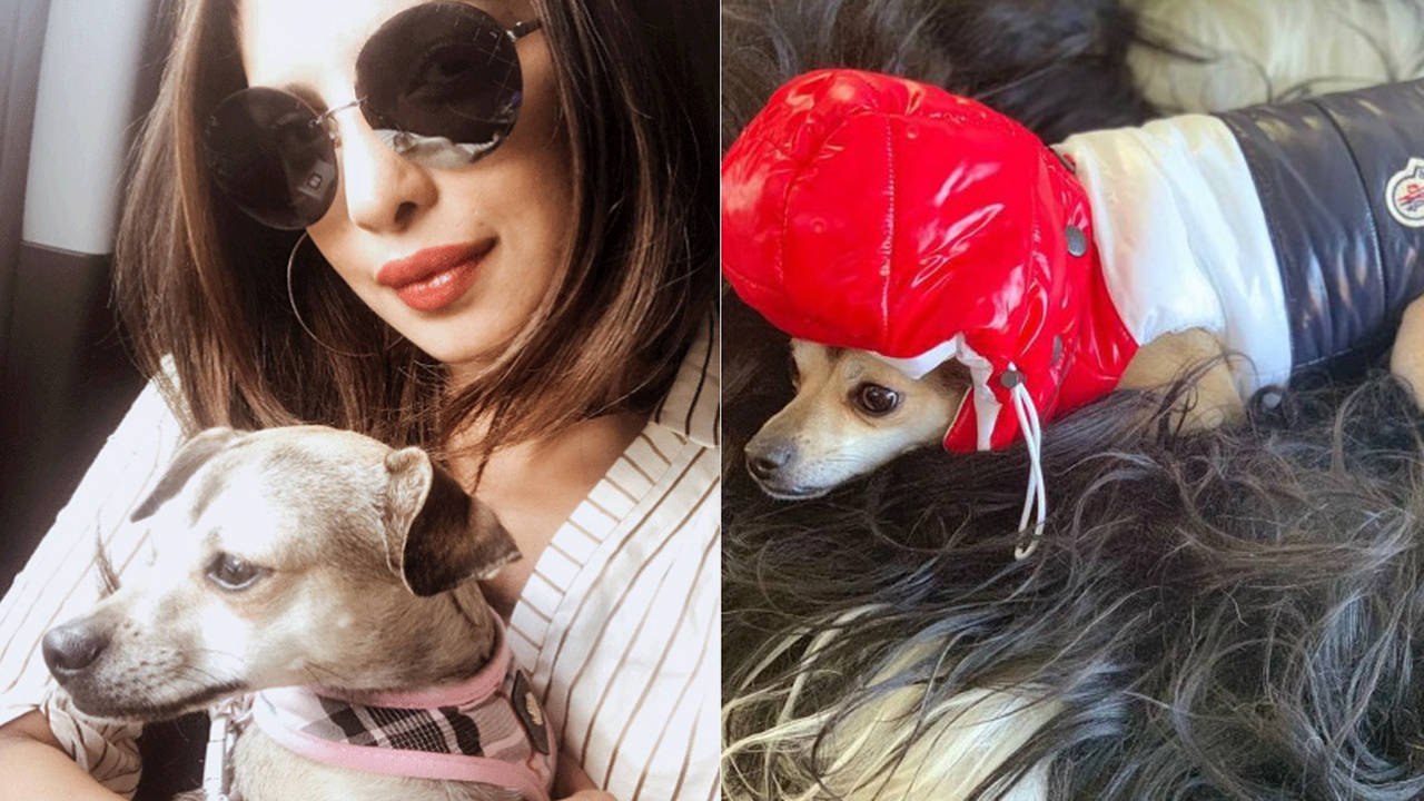 Is Priyanka Chopra's Dog the Most Fashionable Pet in Hollywood