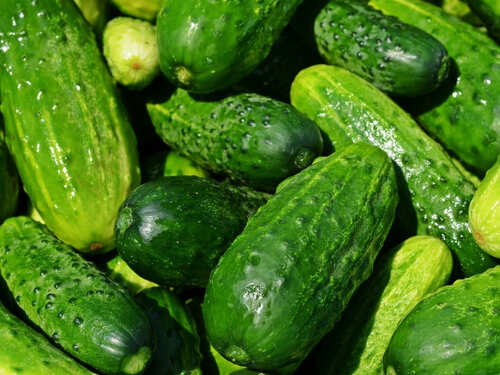Side Effects of Eating Cucumber at Night: Should you really be eating cucumbers at night? | Worst Food to Eat at Night Side Effects of Eating Cucumber at Night: Should you really be eating cucumbers at night? | Worst Food to Eat at Night