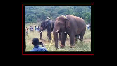 Crop raiding elephant captured from near Coimbatore