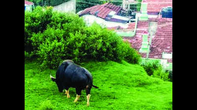Ferocious gaurs raid human habitations in Nilgiri hills