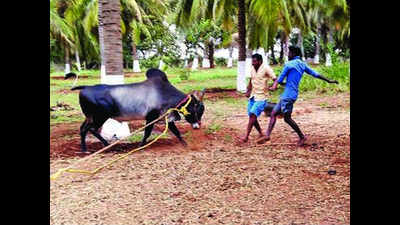 Kangeyam bulls get trained for jallikattu