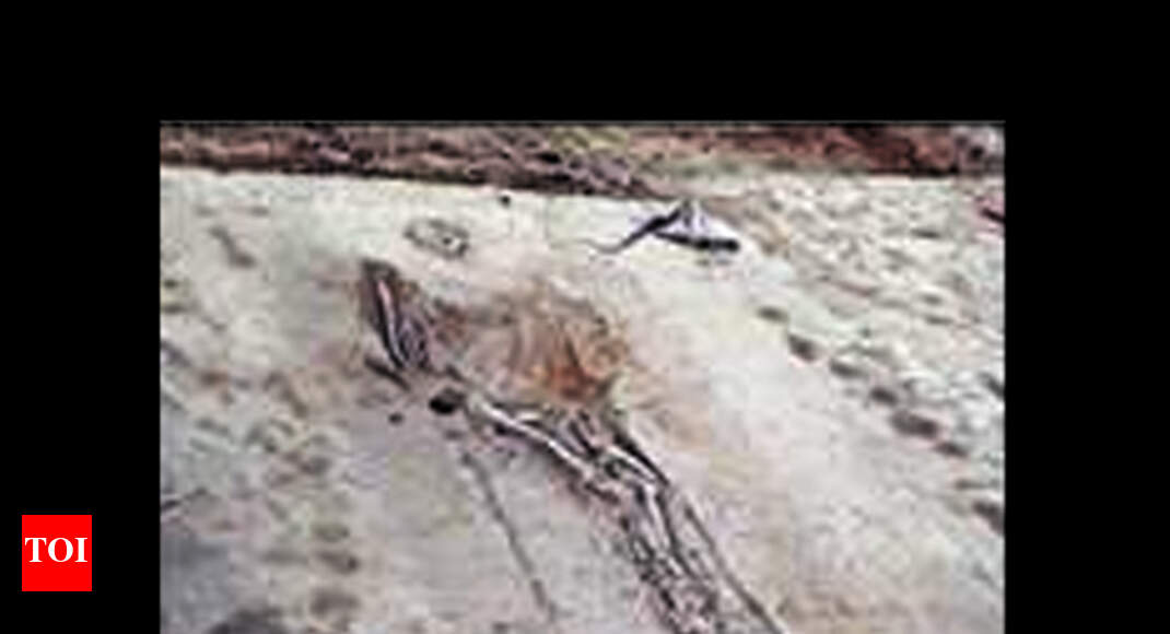 Human skeleton, potteries found during excavation at Baghpat’s Sinauli