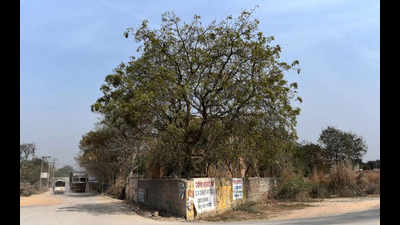 122 trees to be felled for Dwarka Expressway