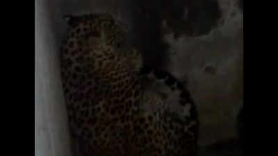 Leopard strays into home of villager in Palghar